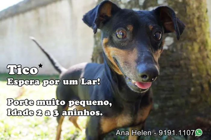 Cachorro ra a Dachshund com Pinscher idade 2 anos nome Tico