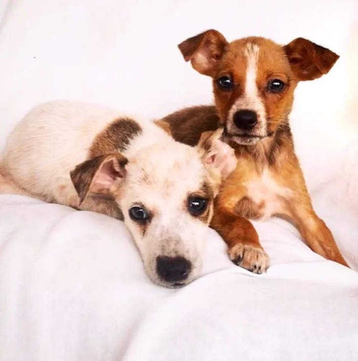 Cachorro raça Vira Lata idade Abaixo de 2 meses nome Sem Nome 