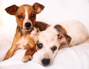 Cachorro raça Vira Lata idade Abaixo de 2 meses nome Sem Nome 