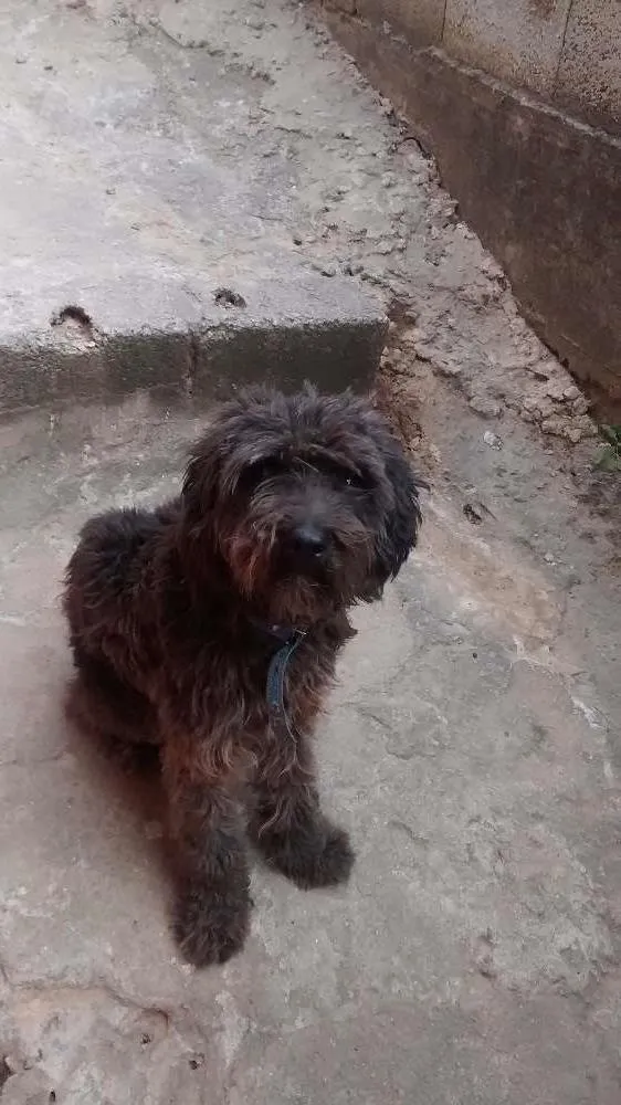 Cachorro ra a Poodle idade 1 ano nome Beethoven