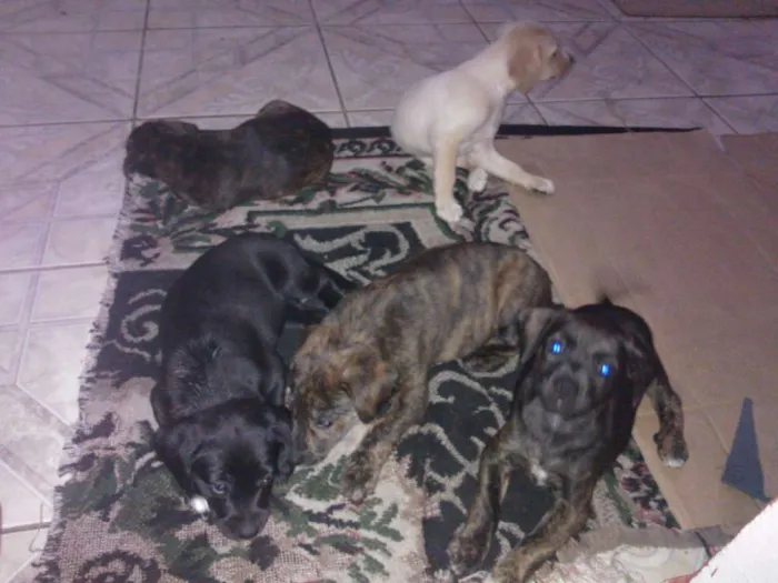 Cachorro ra a  idade 2 a 6 meses nome fila