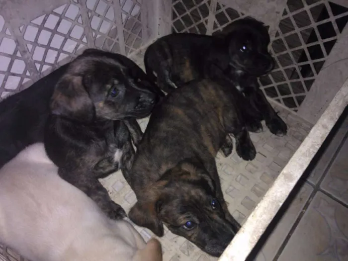 Cachorro ra a  idade 2 a 6 meses nome fila