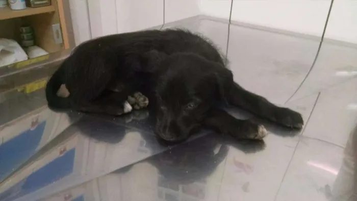 Cachorro ra a Srd idade 2 a 6 meses nome Penelope