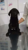 Penelope