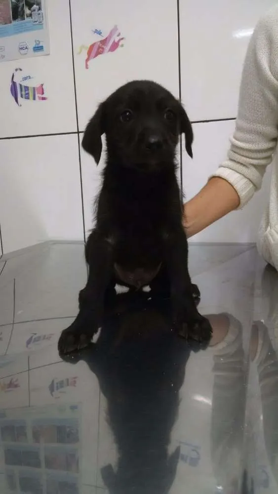 Cachorro ra a Srd idade 2 a 6 meses nome Penelope
