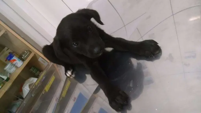 Cachorro ra a Srd idade 2 a 6 meses nome Penelope
