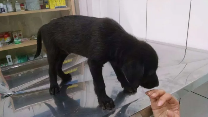 Cachorro ra a Srd idade 2 a 6 meses nome Penelope