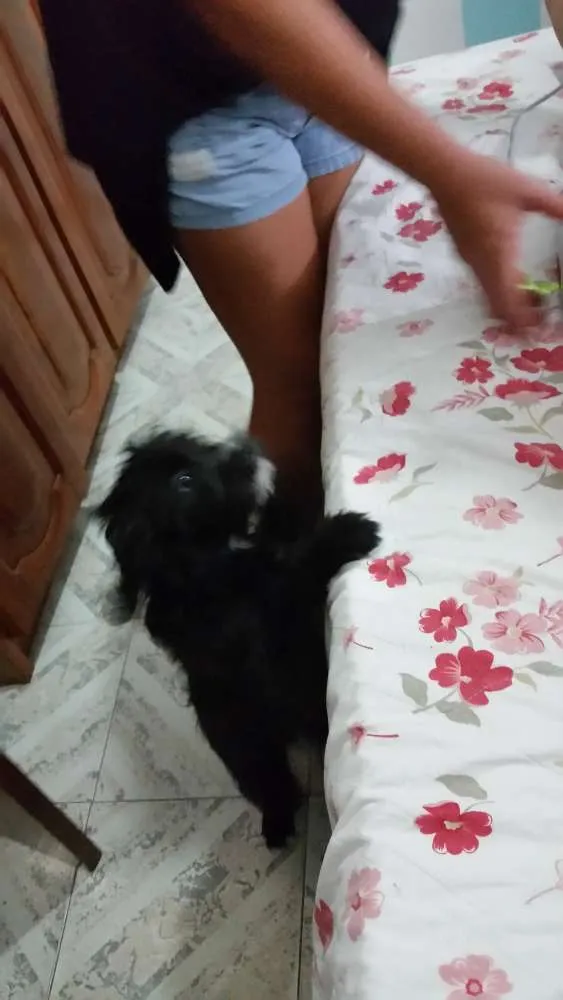 Cachorro ra a Poodle idade 7 a 11 meses nome LiLi