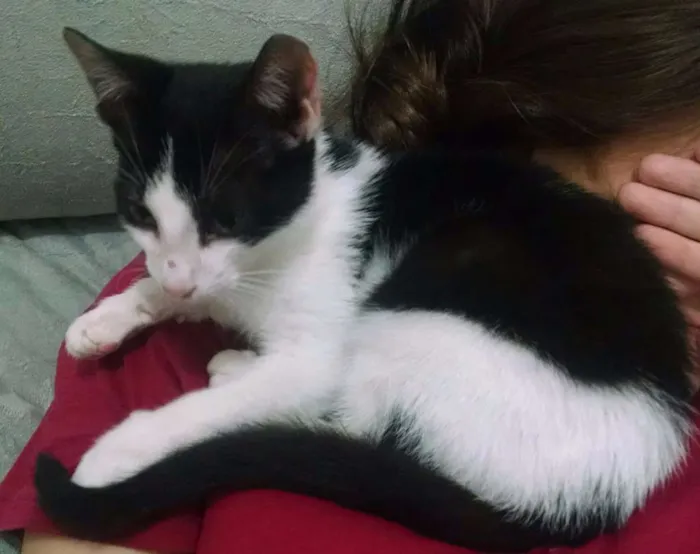Gato ra a  idade Abaixo de 2 meses nome Sem nome