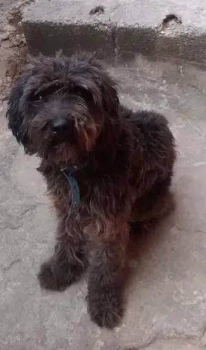 Cachorro raça Poodle idade 1 ano nome Beethoven