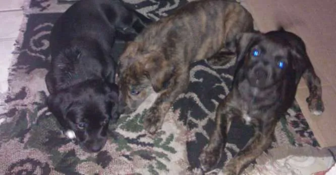Cachorro ra a  idade 2 a 6 meses nome fila