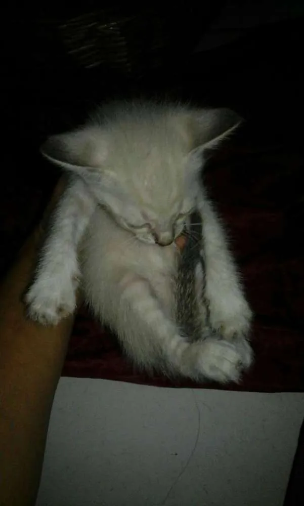 Gato ra a SRD idade Abaixo de 2 meses nome SEM NOMES