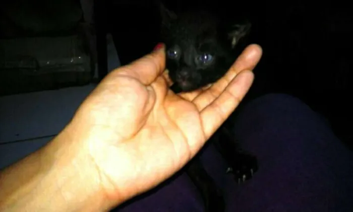 Gato ra a SRD idade Abaixo de 2 meses nome SEM NOMES