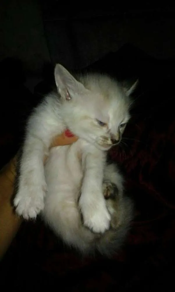 Gato ra a SRD idade Abaixo de 2 meses nome SEM NOMES