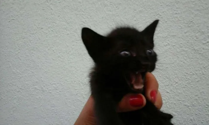 Gato ra a SRD idade Abaixo de 2 meses nome SEM NOMES