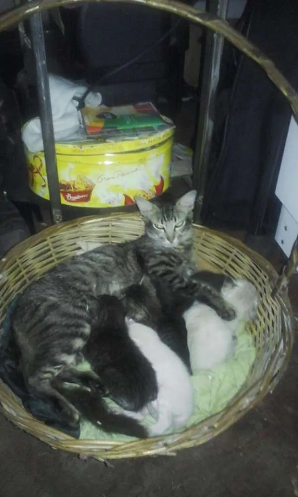 Gato ra a SRD idade Abaixo de 2 meses nome SEM NOMES