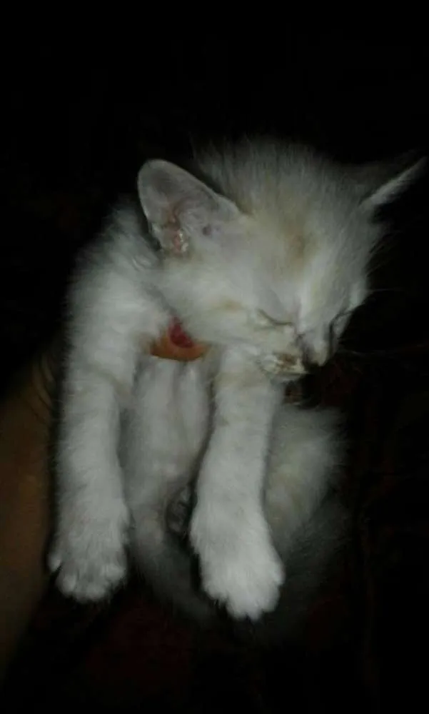 Gato ra a SRD idade Abaixo de 2 meses nome SEM NOMES
