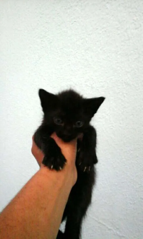 Gato ra a SRD idade Abaixo de 2 meses nome SEM NOMES