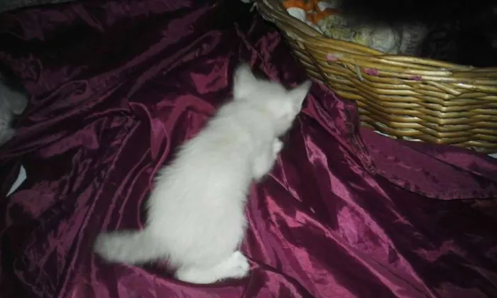 Gato ra a SRD idade Abaixo de 2 meses nome SEM NOMES