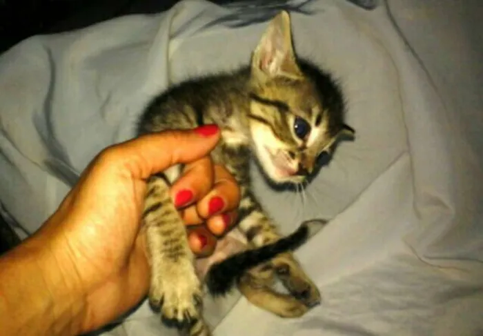 Gato ra a SRD idade Abaixo de 2 meses nome SEM NOMES