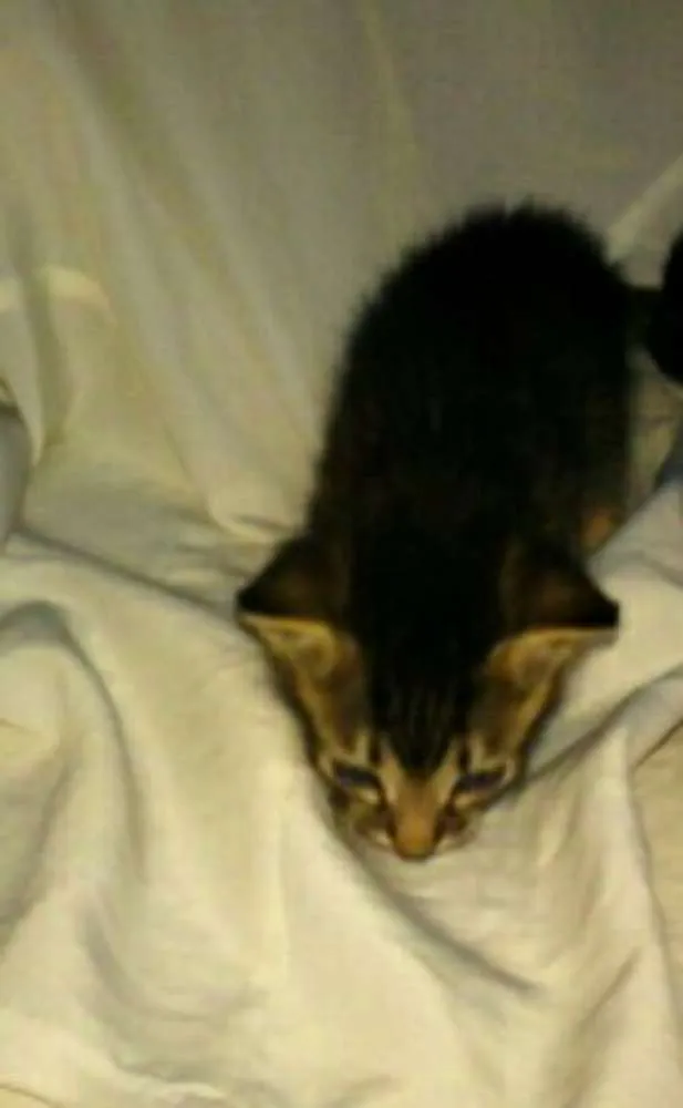 Gato ra a SRD idade Abaixo de 2 meses nome SEM NOMES