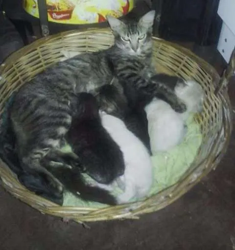 Gato ra a SRD idade Abaixo de 2 meses nome SEM NOMES