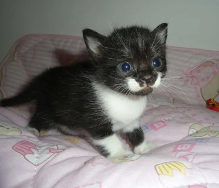 Gato ra a SRD idade Abaixo de 2 meses nome Brooke