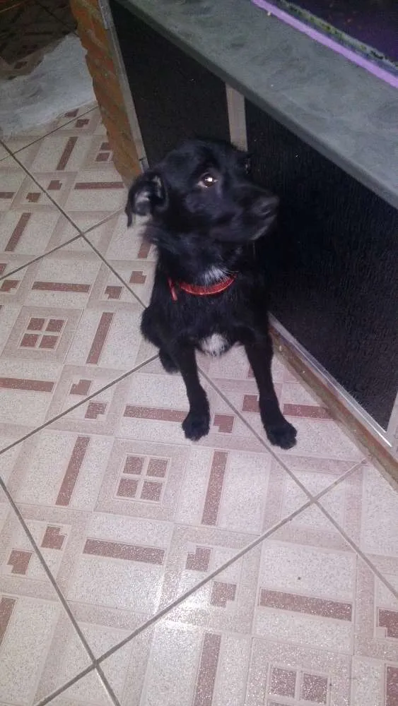 Cachorro raça Srd idade 2 anos nome Pretinho