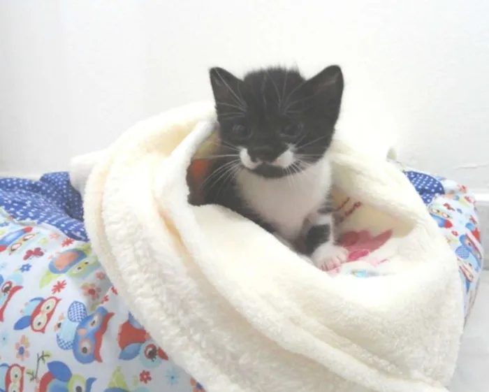 Gato ra a SRD idade Abaixo de 2 meses nome Brooke