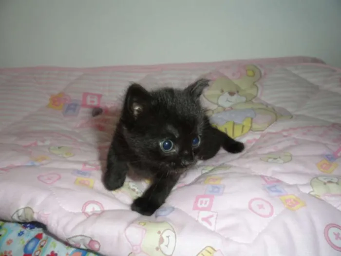 Gato ra a SRD idade Abaixo de 2 meses nome Ciro