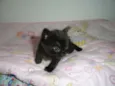 Ciro