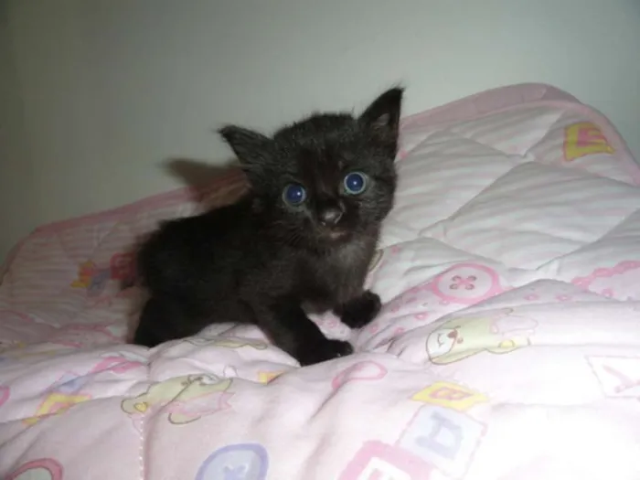Gato ra a SRD idade Abaixo de 2 meses nome Ciro