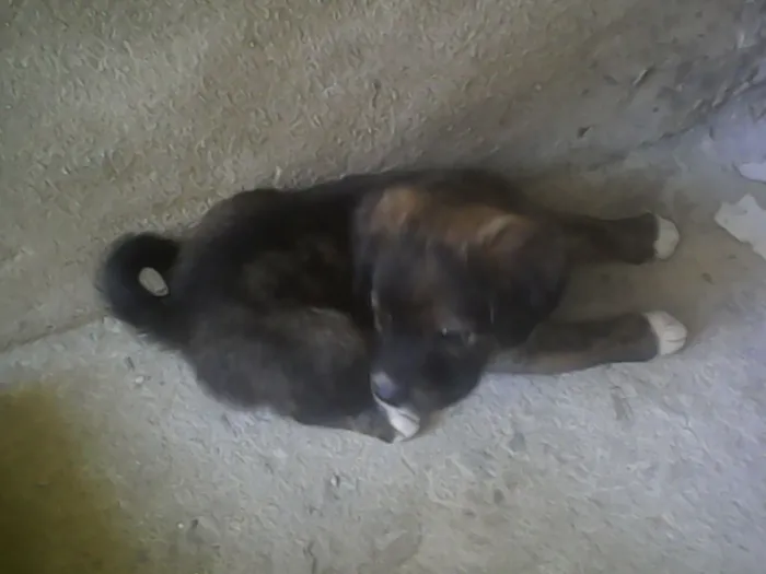 Cachorro ra a SRD idade Abaixo de 2 meses nome s/n