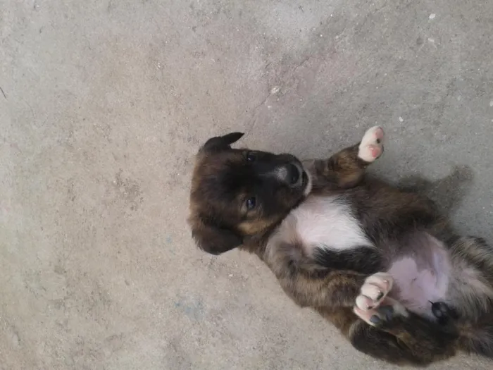 Cachorro ra a SRD idade Abaixo de 2 meses nome s/n