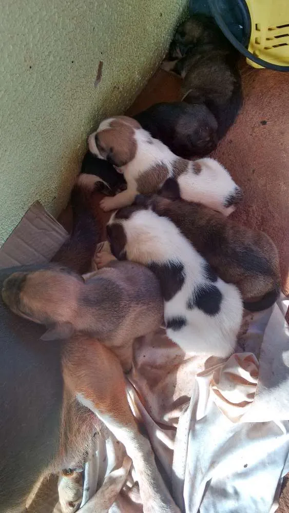 Cachorro ra a Beagle+SRD idade Abaixo de 2 meses nome Filhotes