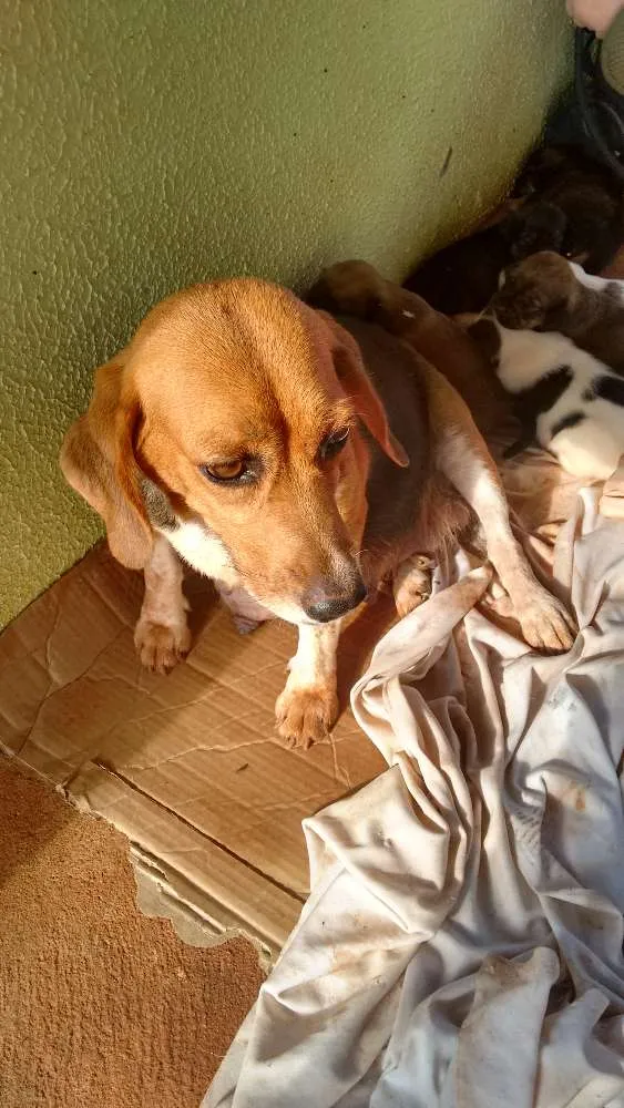 Cachorro ra a Beagle+SRD idade Abaixo de 2 meses nome Filhotes