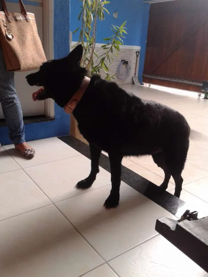 Cachorro ra a Pastor Belga idade 6 ou mais anos nome LUA