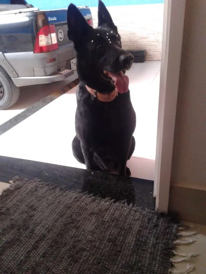 Cachorro ra a Pastor Belga idade 6 ou mais anos nome LUA