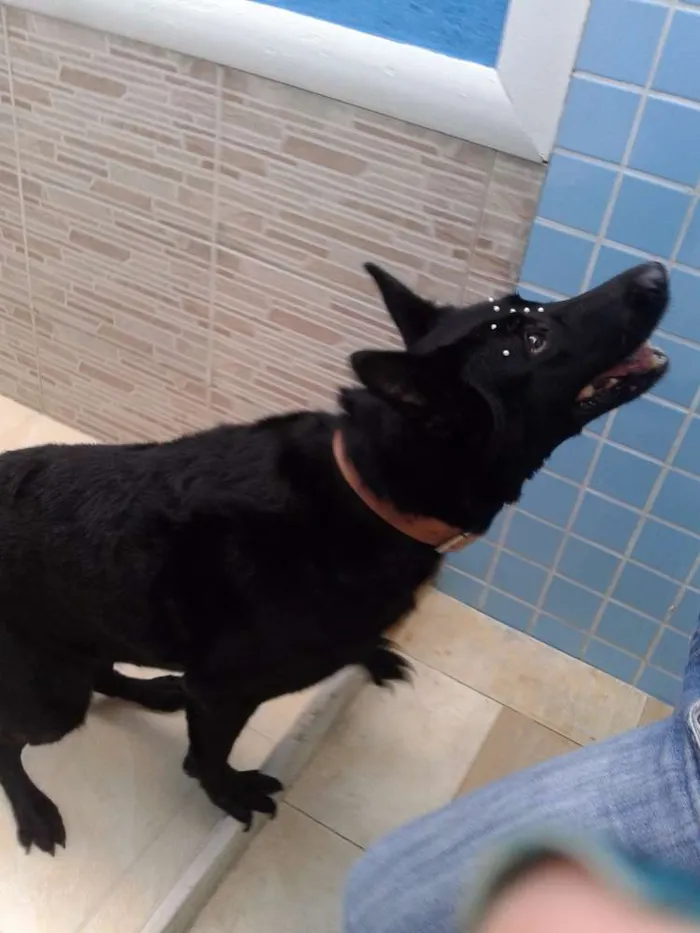 Cachorro ra a Pastor Belga idade 6 ou mais anos nome LUA