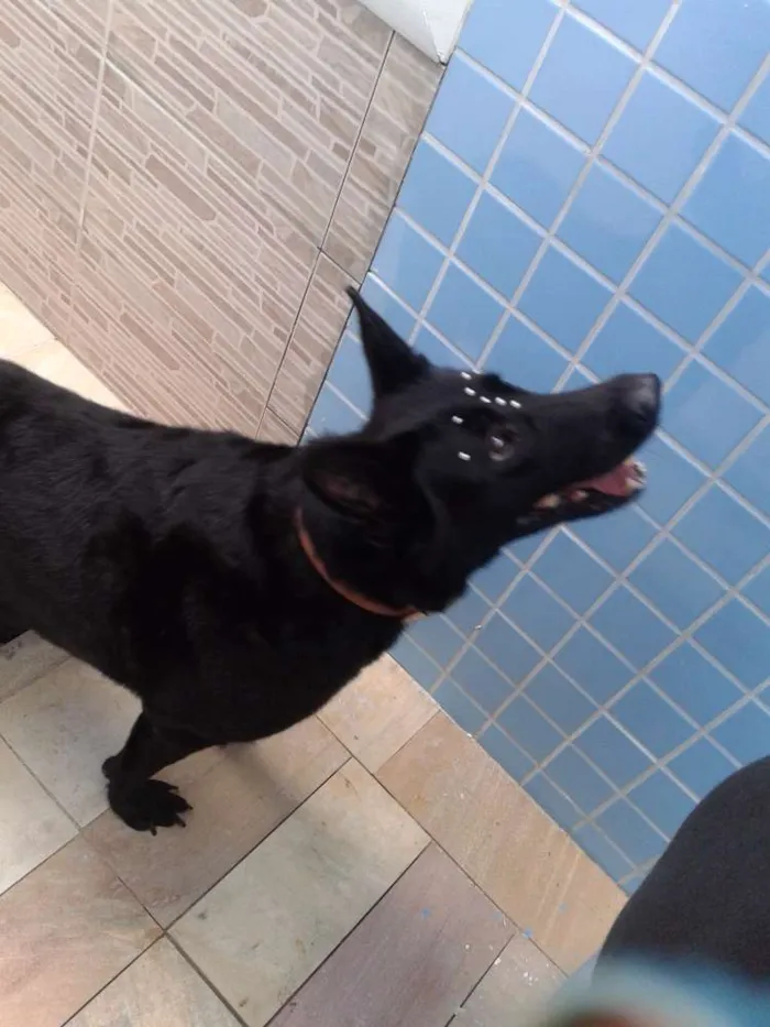 Cachorro ra a Pastor Belga idade 6 ou mais anos nome LUA