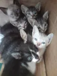 Gatinhos