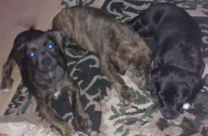 Cachorro raça  idade 2 a 6 meses nome fila