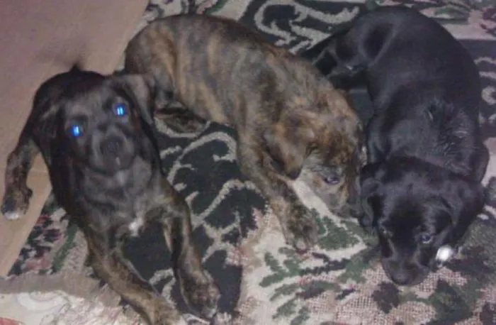 Cachorro ra a  idade 2 a 6 meses nome fila