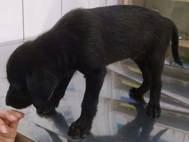 Cachorro ra a Srd idade 2 a 6 meses nome Penelope