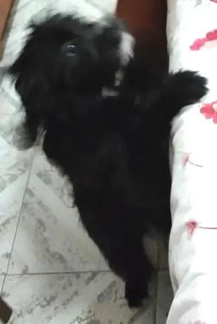 Cachorro ra a Poodle idade 7 a 11 meses nome LiLi