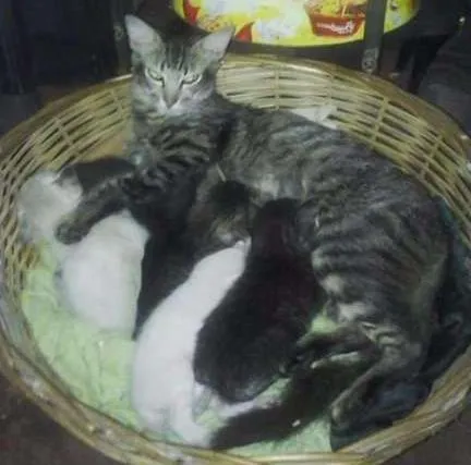 Gato ra a SRD idade Abaixo de 2 meses nome SEM NOMES