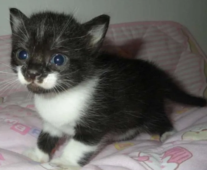 Gato ra a SRD idade Abaixo de 2 meses nome Brooke