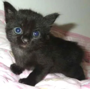 Gato raça SRD idade Abaixo de 2 meses nome Ciro