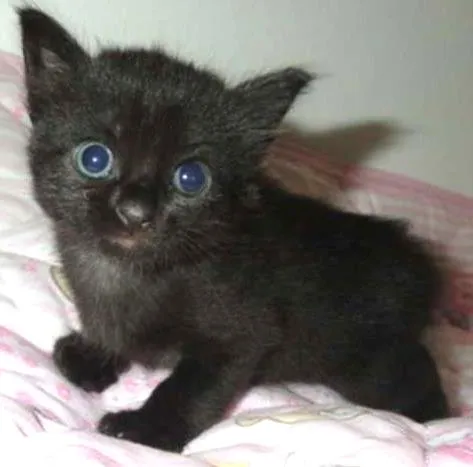 Gato ra a SRD idade Abaixo de 2 meses nome Ciro