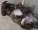 Cachorro raça SRD idade Abaixo de 2 meses nome s/n